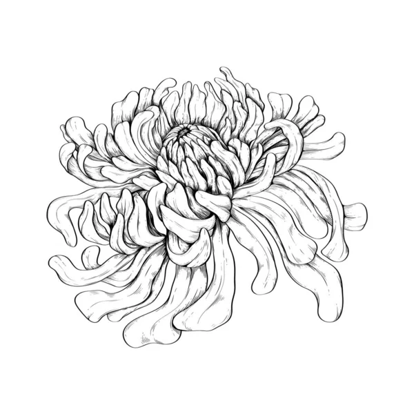 Vektorillustration Einer Japanischen Chrysantheme Stich Stil Luxuriöses Elegantes Muster Für — Stockvektor