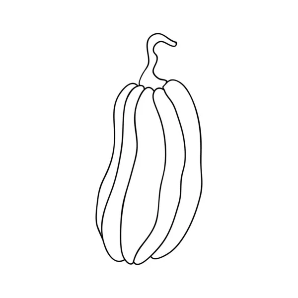 Ikon Labu Atau Zucchini Dalam Gambar Garis Sederhana Ilustrasi Vektor - Stok Vektor