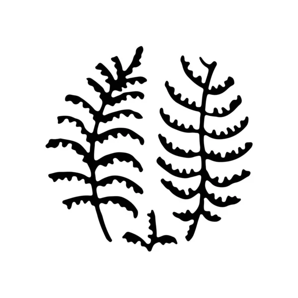 Farn Runde Abstrakte Botanische Textur Handgezeichnete Textur Kreis Vektor — Stockvektor