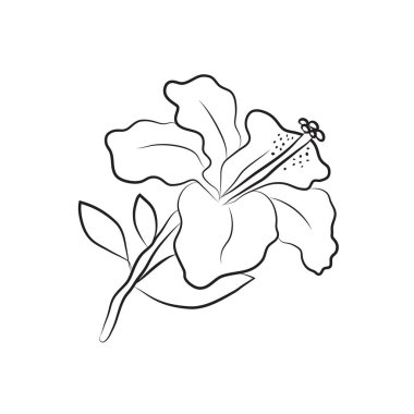 Hibiscus çiçeği çizgilerle çizilmiş. Bir dalda izole bir tomurcuk. Davetiyeler ve sevgililer günü kartları için