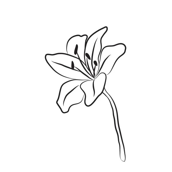 Lily Flower Drawn Lines Isolated Bud Branch Invitations Valentine Cards — Vetor de Stock