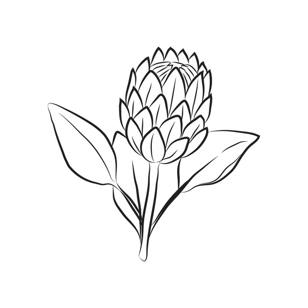 Protea Blume Durch Linien Gezeichnet Vereinzelte Knospe Einem Zweig Für — Stockvektor