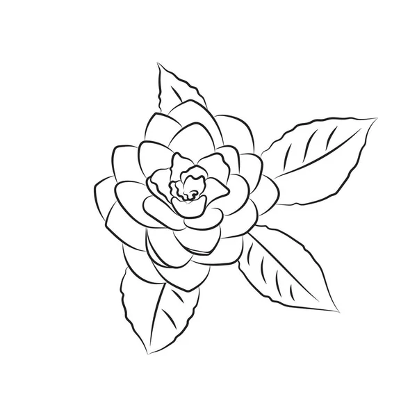 Λουλούδι Καμέλιας Ζωγραφίζεται Μια Γραμμή Πλούσιο Μπουμπούκι Απομονωμένο Λευκό Φόντο — Διανυσματικό Αρχείο