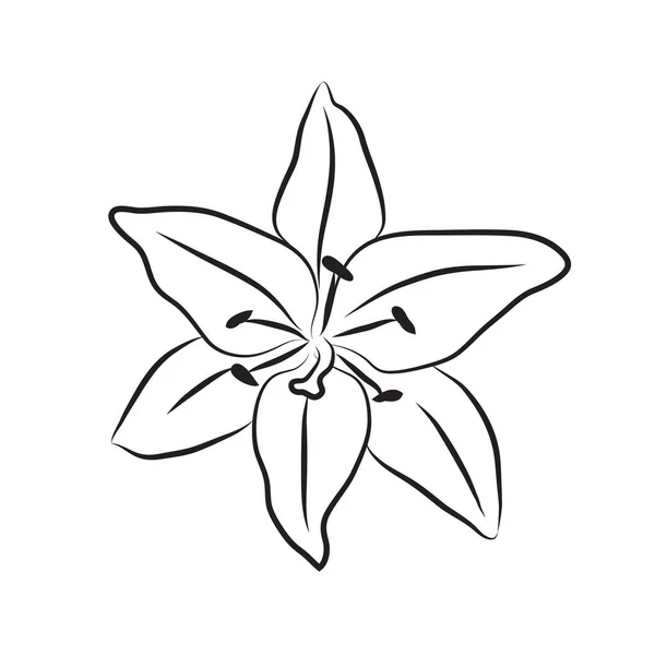 ユリの蕾線画 ラインアート植物花 ユリの花頭アイコン — ストックベクタ