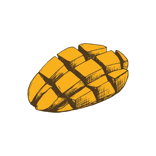 Thailändsk Mango Skära Skivor Botanisk Illustration Färg Graverad Mangofrukt Exotiska — Stock vektor