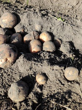 Tarlada patates topluyorum.