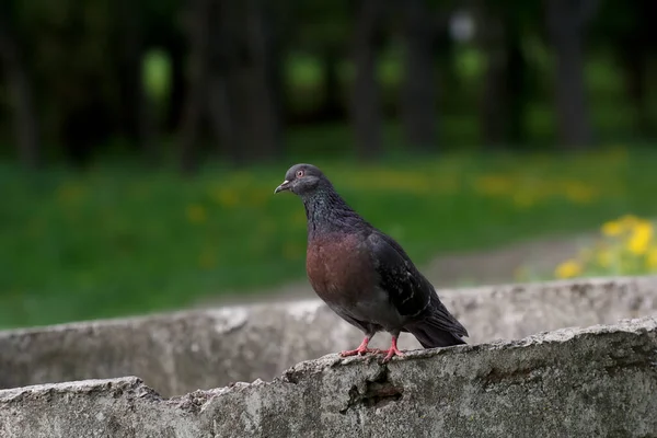 Taube Vogel Aus Nächster Nähe Schöne Taube — Stockfoto