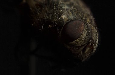 Yüzü keskin göz, sinek gözü, sinek gözü yakın plan.