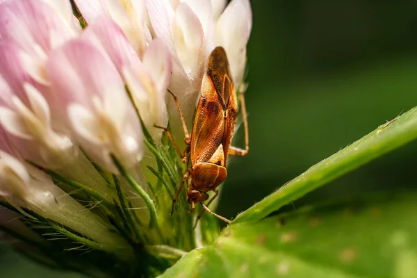 Besouro Trevo Macrotiro Inseto Inseto Uma Flor — Fotografia de Stock