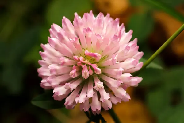 Trifoglio Colore Primo Piano Campo Fiore Trifoglio Rosa — Foto Stock