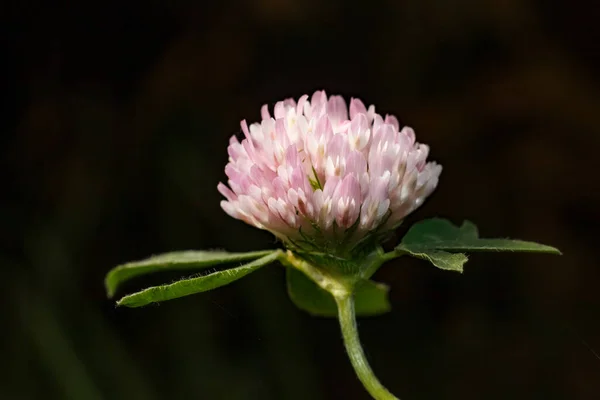 Lóhere Szín Közelkép Egy Mező Rózsaszín Lóhere Virág — Stock Fotó