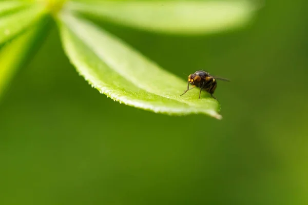 Vola Una Foglia Una Piccola Mosca Una Foglia Verde — Foto Stock