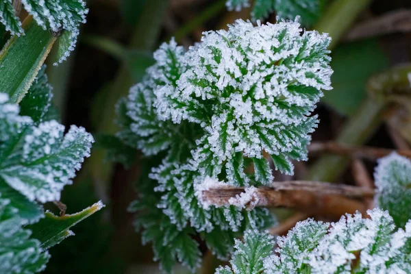 Green Leaves Winter Morning Covered Frost Crystals Leaves Covered Frost — Foto Stock