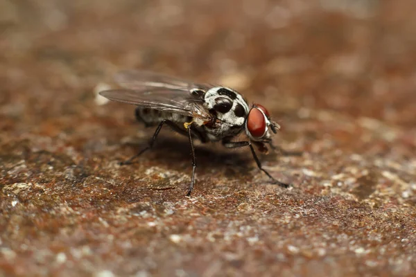 一个苍蝇的特写和细节 自然界中的苍蝇 — 图库照片