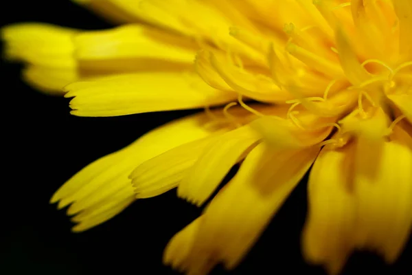 Maskros Blomma Närbild Svart Bakgrund Gul Blomma Svart Bakgrund — Stockfoto