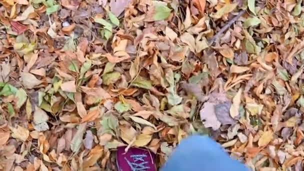 鞋中的顶视图男足在地面上向前移动 覆盖着秋天的黄叶 走在秋天的公园 人的腿踩在落橙枫叶上 慢动作 — 图库视频影像