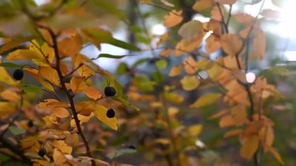 Ein Steiler Gehobelter Baum Mit Gelben Gussteilen Und Reifen Herbstbeeren — Stockvideo