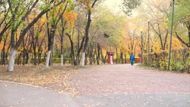 Parkta sonbahar yolu. Yaprakların sarı sonbahar renkleri. Ormanlık alanda sarı yapraklı bir dal. Sonbahar yaprakları güneş ışığında doğada. Akçaağaç yaprakları