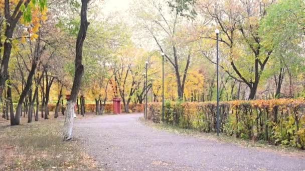Caminho Outono Parque Cores Outono Amarelas Folhagem Ramo Com Folhas — Vídeo de Stock
