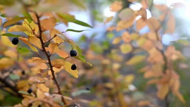 Sarı Yaprakları Olgun Sonbahar Meyveleri Olan Dik Bir Ağaç Ağır — Stok video
