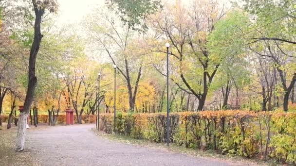公園の秋の道 葉の黄色い秋の色 木の背景に黄色の葉を持つ枝 太陽の光で自然の中で秋の葉 もみじの黄色の葉 — ストック動画