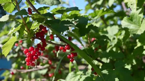 Bacca Ribes Rosso Nella Raccolta Raggi Del Sole Prima Mattina — Video Stock