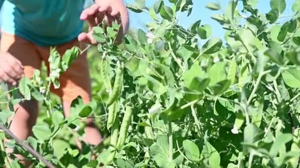 Preschooler Girl Collects Peas Bush Garden Dacha Garden Bed Harvest — Stock Video