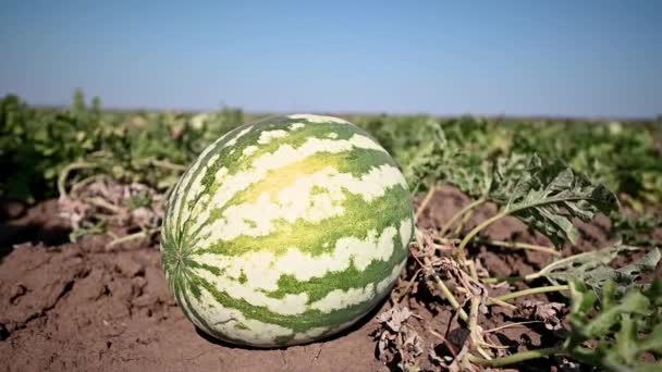 Watermeloen Oogst Landbouwarbeiders Plukken Watermeloenen Een Veld Meloenenveld Met Hopen — Stockvideo