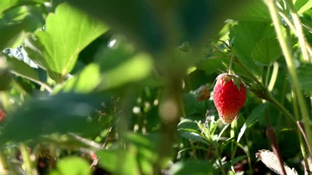 Primer Plano Una Plantación Fresas Huerto Jardín Dacha Concepto Conservación — Vídeos de Stock