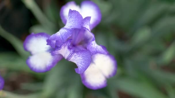 在蔬菜园的绿色背景上 一朵白色紫色的虹膜花 — 图库视频影像
