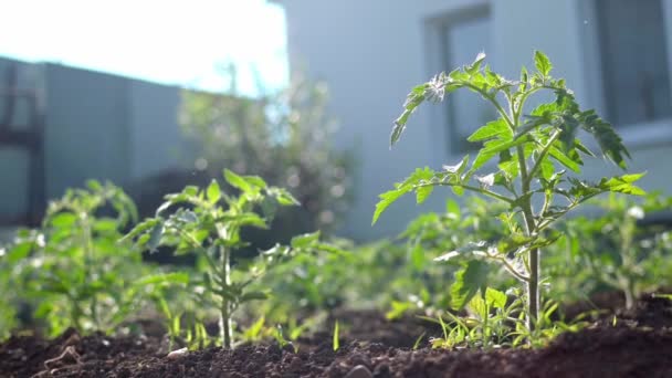 Rośliny Pomidora Ogrodzie Godzinach Porannych Sadzenie Sadzonek Pomidorów Ziemi Koncepcja — Wideo stockowe