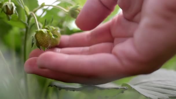 未成熟的绿色草莓开始成熟 草莓在一个有机农场的花园里 未成熟的浅绿色草莓在灌木丛中 绿叶生长在地上等待收获 — 图库视频影像
