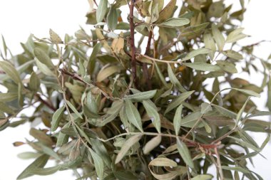 Şeffaf bir vazoda, beyaz bir arkaplanda kurumuş çiçekler, yakın plan.