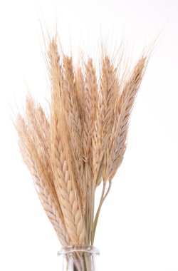 Beyaz izole arka planda kuru dikenler, çiçek bileşimi