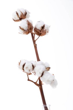 Pamuk dalı. Çiçek kavramı.