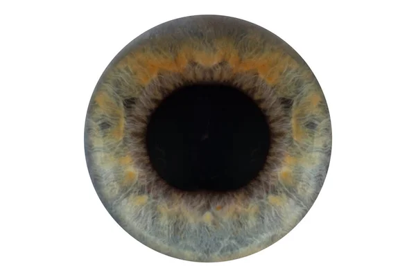 흰색 배경의 파란 눈동자 외톨이 — 스톡 사진