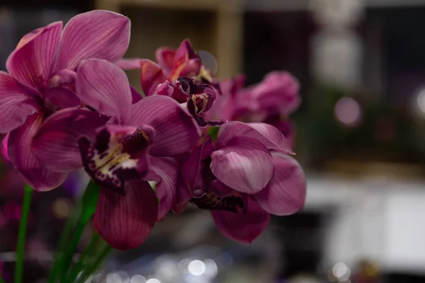 Fotografia de close-up de orquídea com profundidade de campo — Fotografia de Stock