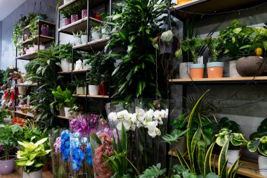 Bahçıvanlar egzotik çiçek bitkileriyle alışveriş yaparlar.