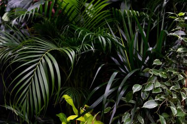 Egzotik bitkiler yeşile yakın