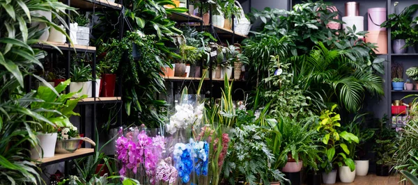 Εσωτερικό ανθοπωλείου με φυσικά γλάστρες εξωτικά φυτά στα ράφια — Φωτογραφία Αρχείου