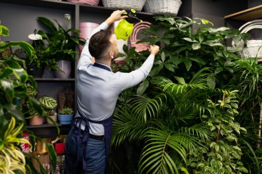 Çiçek saksısında çiçeklerle ilgilenen erkek çiçekçi.