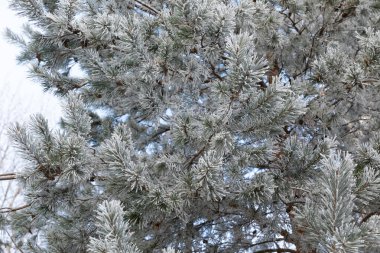 Çam ağacı kırağı altında soğuk bir günde, tarlanın derinliğinde.