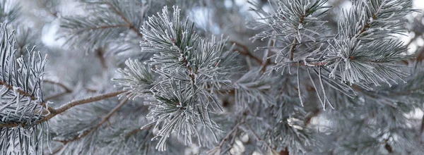 Ramas de abeto cubiertas de nieve cubiertas de escarcha primer plano, agujas en escarcha, foto con profundidad de campo — Foto de Stock