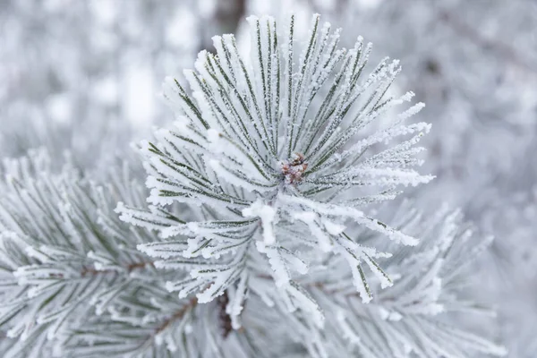 Rama de pino de cerca en un día helado —  Fotos de Stock