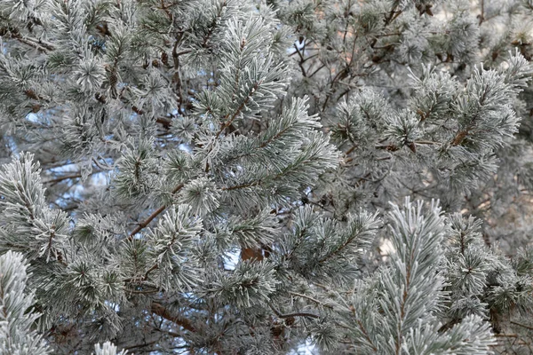 霜冻天气下的针叶树，覆盖着霜冻和雪，背景照片，田野纵深 — 图库照片