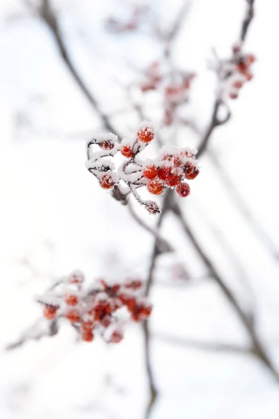 Gałęzie łabędzia zbliżenie z pomarańczowymi i czerwonymi owocami pokryte mrozem i śniegu zdjęcie z głębią pola — Zdjęcie stockowe