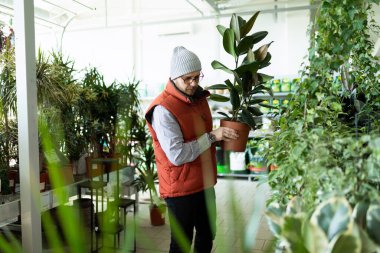 Bahçe merkezi çalışanı yeni saksı bitkilerini taşıyor.