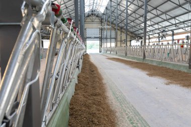 Modern bir inek çiftliğinde beslemek için besleyiciler arasında geniş bir geçiş.