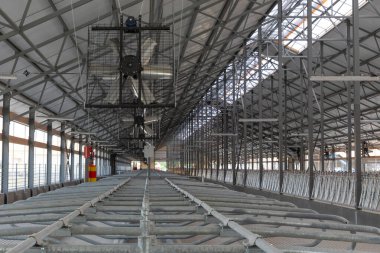 Modern bir inek çiftliğinde sığırlar için konaklama.