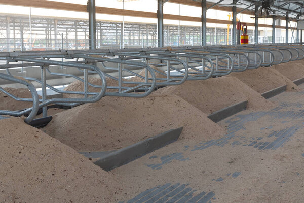 подготовка к открытию новой молочно-современной фермы, места для лежащих дойных коров.